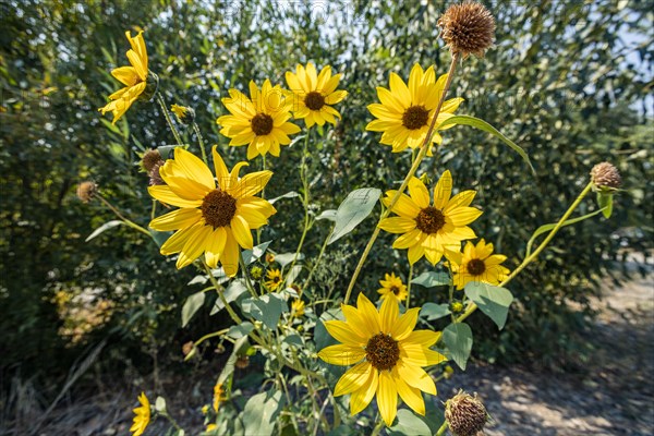 Sunflowers in bloom