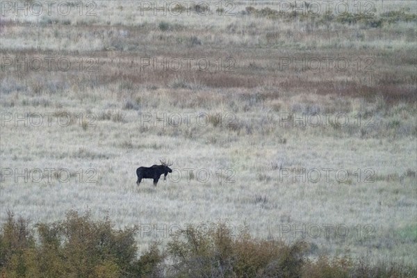 Bull moose in field at dusk