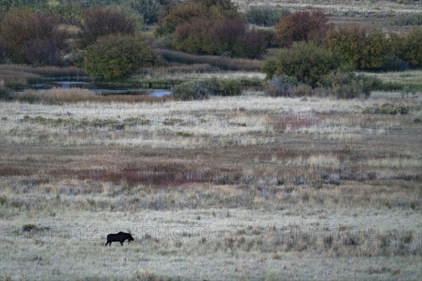 Bull moose in field at dusk