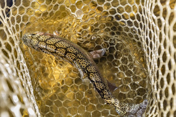 Rainbow trout in fishing net