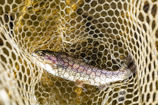 Rainbow trout in fishing net