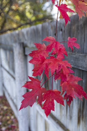 Autumn leaves of maple tree