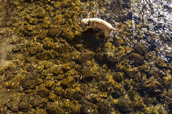 Golden Retriever wading in Big Wood River