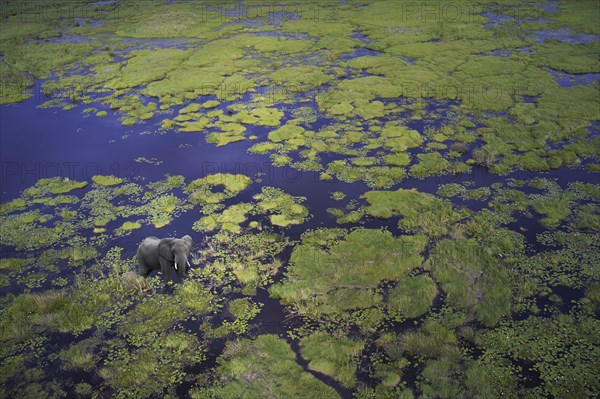 Aerial view of elephant walking in remote river