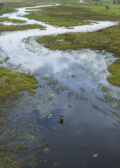 Hippopotamus swimming in rural river