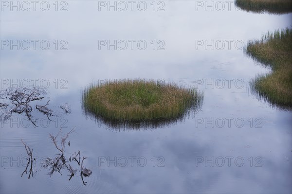 Reeds growing in still river