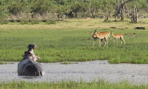 Hippopotamus roaring at antelope in remote water hole