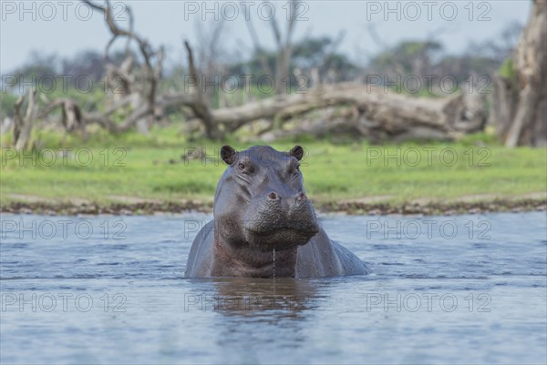 Hippopotamus swimming in remote water hole