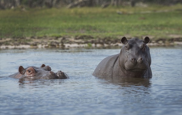 Hippopotamus swimming in remote water hole