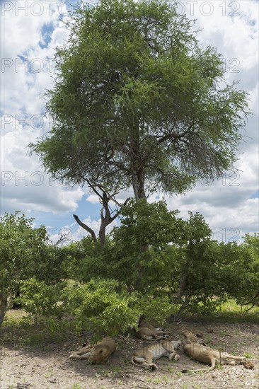 Lions resting under shade in remote field