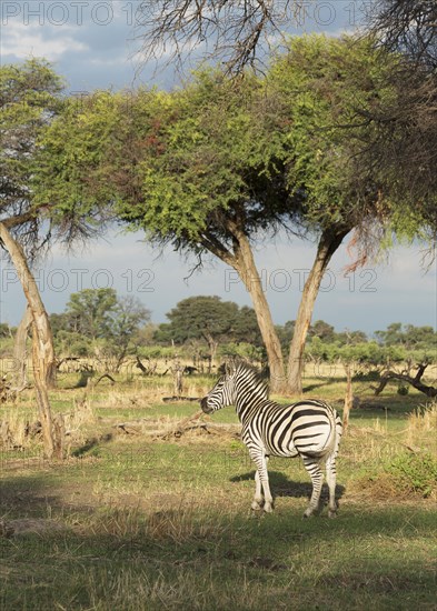 Zebra standing under trees in remote field
