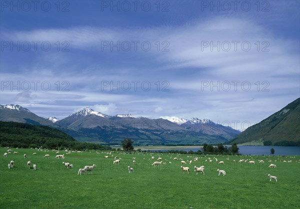 Flock of sheep grazing in rural field