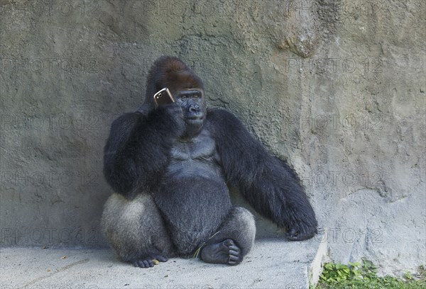 Gorilla sitting against stone wall using cell phone