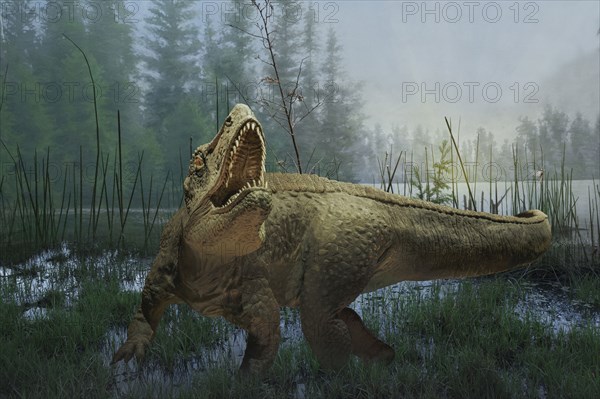 Tyrannosaurus rex dinosaur prowling in marsh