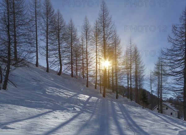 Sunbeams through bare trees on snowy hillside