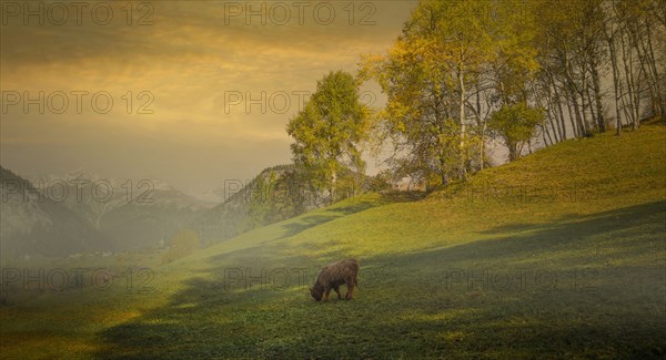 Cow grazing in misty remote field