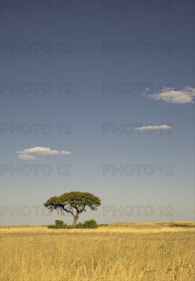 Tree growing in remote savanna field