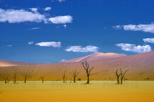 Dead trees and sand dunes in remote desert landscape