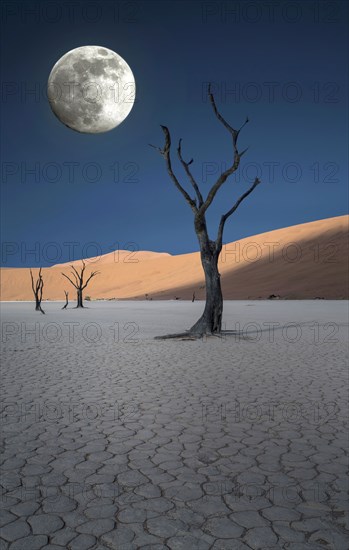 Dead trees and sand dunes in remote desert landscape