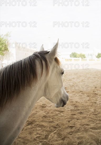 Close up of horse standing in dirt field