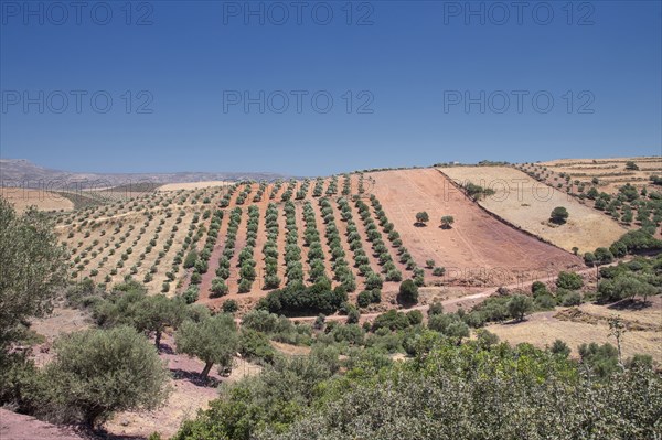 Aerial view of farm fields