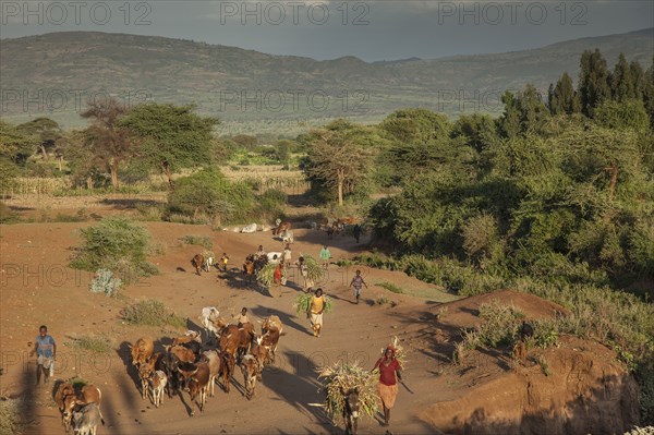 Farmers guiding herd of cattle