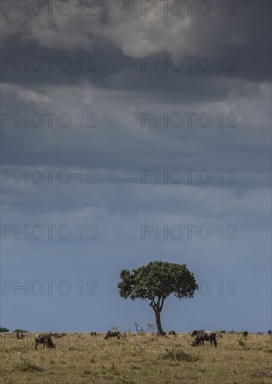 Animals grazing in savanna field