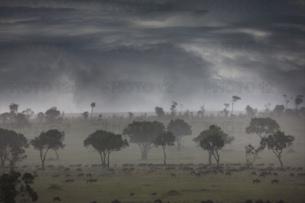 Storm clouds over savanna field