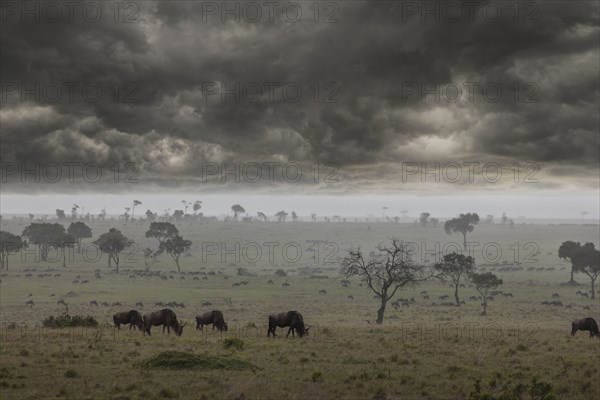 Storm clouds over savanna field