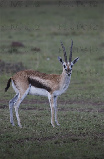 Animal grazing in field