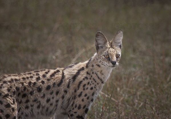 Animal standing in savanna field