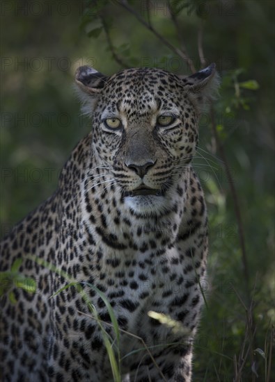 Close up of leopard in grass