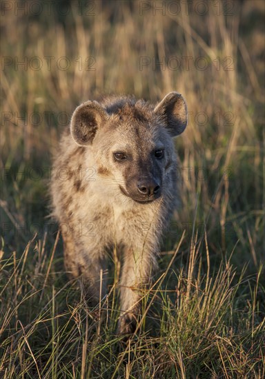 Animal walking in grass