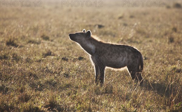 Animal standing in grass