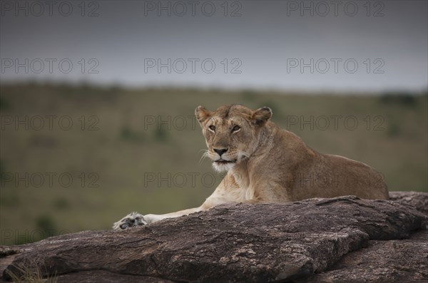 Lioness laying on tree