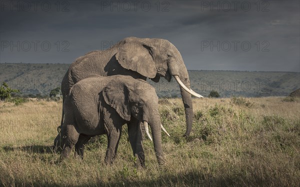 Elephant and calf grazing in savanna field