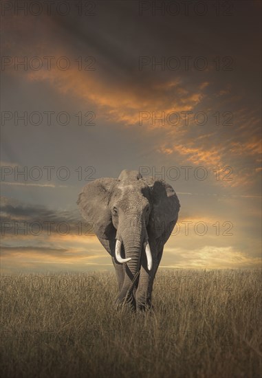 Elephant grazing in savanna field