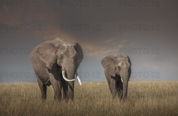 Elephant and calf grazing in savanna field