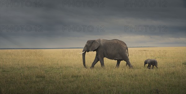 Elephant and calf grazing in savanna field