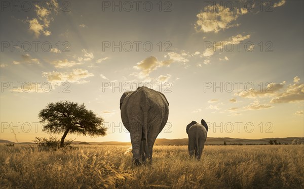 Elephant and calf grazing in savanna field