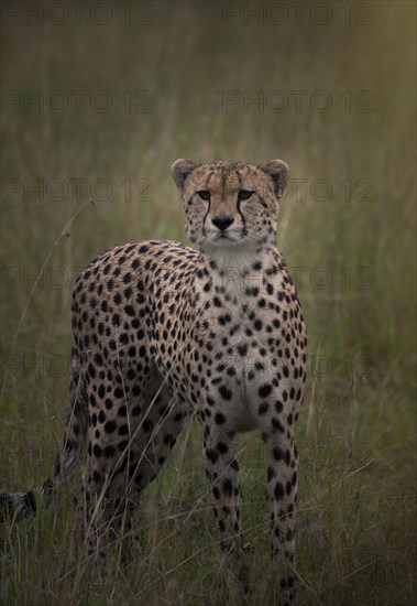 Leopard sniffing in grass