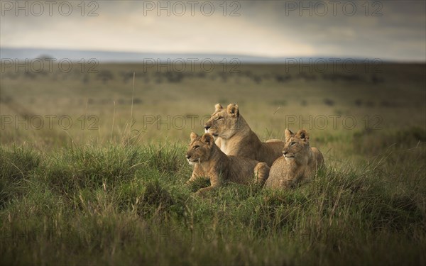 Lioness and cubs laying in remote field