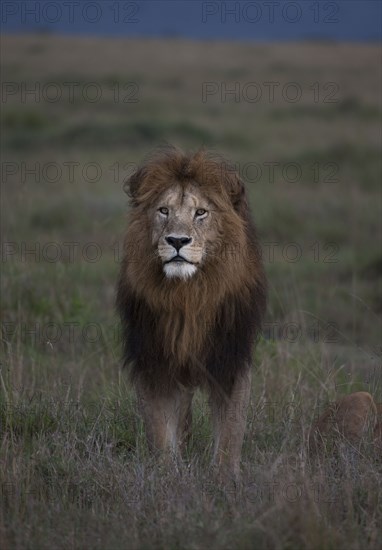 Lion standing in remote field