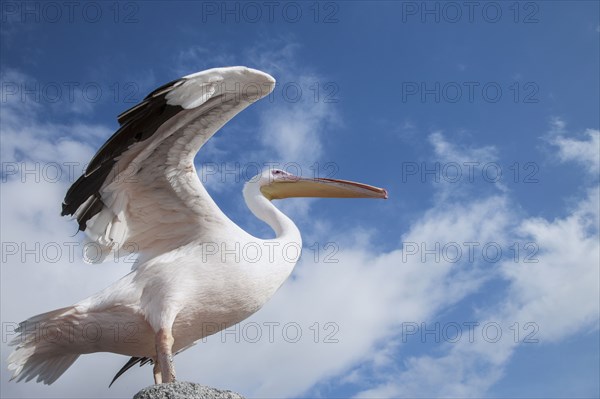 Low angle view of bird under blue sky