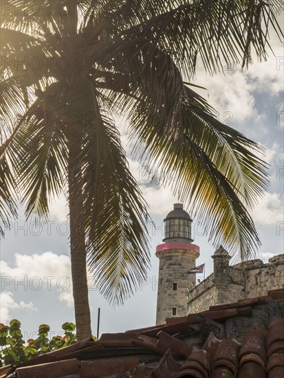 Palm tree near El Morro Fortress