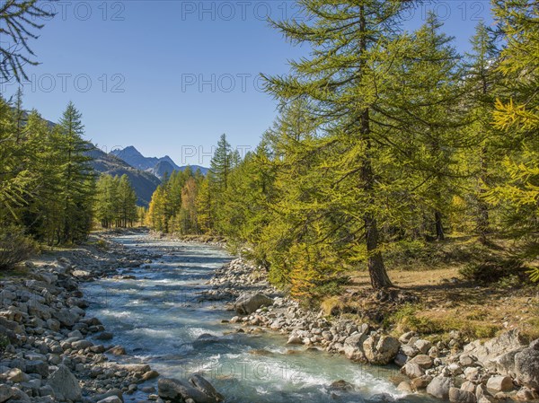 River and forest in remote landscape