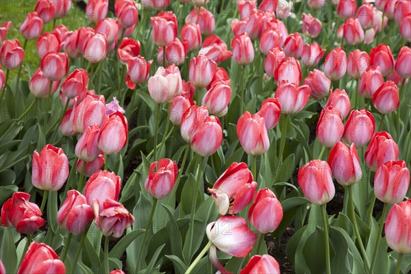 High angle view of blooming tulips