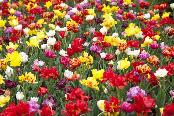 High angle view of blooming flowers