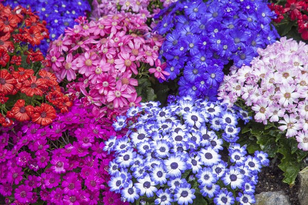 High angle view of blooming flowers