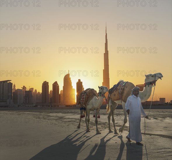 Middle Eastern man walking camels near city